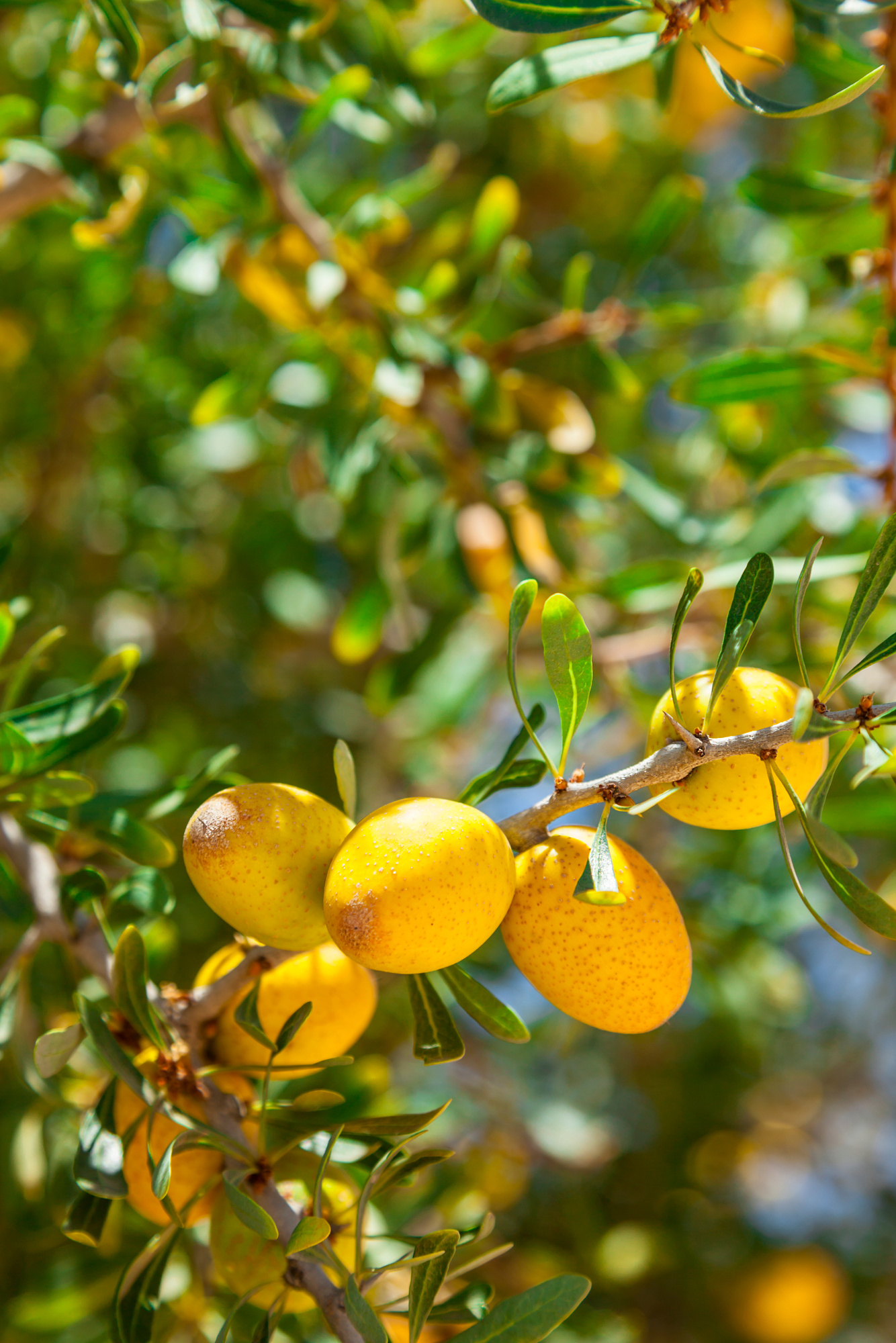 Argan